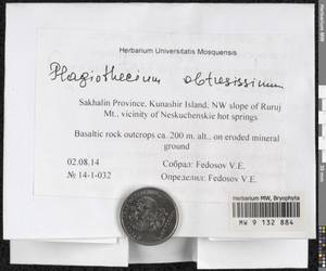 Plagiothecium obtusissimum Broth., Bryophytes, Bryophytes - Russian Far East (excl. Chukotka & Kamchatka) (B20) (Russia)