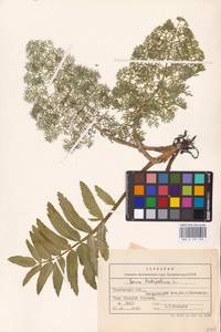 Sium latifolium L., Eastern Europe, Central forest-and-steppe region (E6) (Russia)