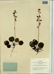 Pyrola asarifolia subsp. incarnata (DC.) A. E. Murray, Siberia, Yakutia (S5) (Russia)