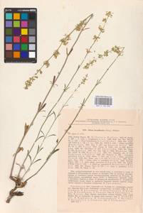 Silene borysthenica (Gruner) Walters, Eastern Europe, Central region (E4) (Russia)