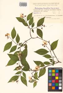 Philadelphus tenuifolius Rupr. & Maxim., Siberia, Russian Far East (S6) (Russia)