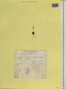 Micranthes foliolosa (R. Br.) Gornall, Siberia, Central Siberia (S3) (Russia)