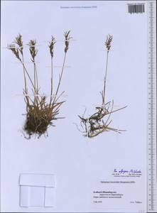 Poa alpigena Lindm., Western Europe (EUR) (Svalbard and Jan Mayen)