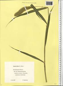 Setaria italica (L.) P.Beauv., Eastern Europe, Central region (E4) (Russia)