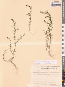 Callitriche hermaphroditica L., Siberia, Chukotka & Kamchatka (S7) (Russia)