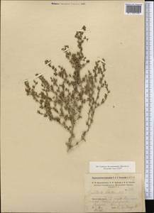 Climacoptera crassa M. Bieb., Middle Asia, Syr-Darian deserts & Kyzylkum (M7)