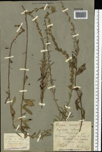 Asyneuma canescens (Waldst. & Kit.) Griseb. & Schenk, Eastern Europe, North Ukrainian region (E11) (Ukraine)