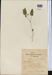 Viola canina L., Middle Asia, Northern & Central Kazakhstan (M10) (Kazakhstan)