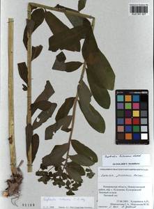 KUZ 001 527, Euphorbia pilosa L., Siberia, Altai & Sayany Mountains (S2) (Russia)