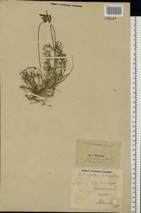 Astragalus macropus Bunge, Eastern Europe, Eastern region (E10) (Russia)