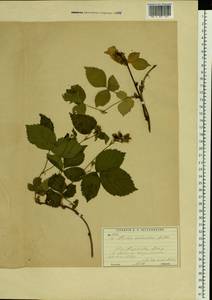 Rubus nessensis Hall, Eastern Europe, Moscow region (E4a) (Russia)
