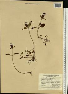 Prunella vulgaris L., Eastern Europe, West Ukrainian region (E13) (Ukraine)