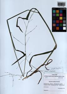 Glyceria notata Chevall., Siberia, Altai & Sayany Mountains (S2) (Russia)