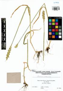 Triticum aestivum L., Siberia, Baikal & Transbaikal region (S4) (Russia)