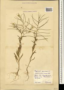 Erysimum repandum L., Crimea (KRYM) (Russia)