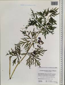 Aconitum ambiguum subsp. baicalense (Turcz. ex Rapaics) Vorosch., Siberia, Baikal & Transbaikal region (S4) (Russia)