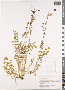 Poterium sanguisorba, Eastern Europe, Central forest-and-steppe region (E6) (Russia)