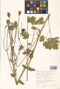 Aquilegia vulgaris L., Eastern Europe, Moscow region (E4a) (Russia)