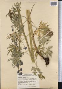 Delphinium glaucum S. Watson, America (AMER) (Canada)