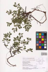 Arctostaphylos uva-ursi (L.) Spreng., Eastern Europe, Central region (E4) (Russia)