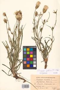 Tragopogon podolicus Besser ex DC., Eastern Europe, Lower Volga region (E9) (Russia)