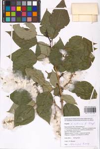 Populus tremuloides Michx., Eastern Europe, Central forest-and-steppe region (E6) (Russia)