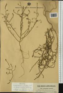 Corispermum nitidum Kit. ex Schult., Western Europe (EUR) (Hungary)