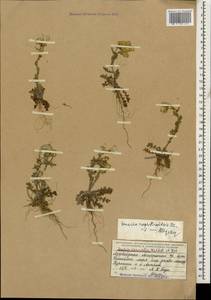 Senecio vernalis Waldst. & Kit., Caucasus, Azerbaijan (K6) (Azerbaijan)