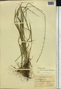 Elymus macrourus (Turcz.) Tzvelev, Siberia, Chukotka & Kamchatka (S7) (Russia)