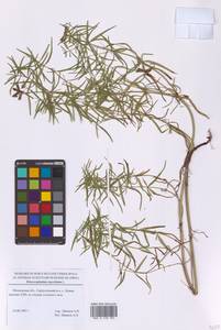 Dracocephalum ruyschiana L., Eastern Europe, Moscow region (E4a) (Russia)