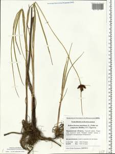 Bolboschoenus maritimus (L.) Palla, Eastern Europe, Northern region (E1) (Russia)