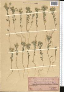 Alyssum dasycarpum Stephan ex Willd., Middle Asia, Muyunkumy, Balkhash & Betpak-Dala (M9) (Kazakhstan)