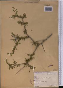 Rhamnus erythroxyloides subsp. erythroxyloides, Middle Asia, Kopet Dag, Badkhyz, Small & Great Balkhan (M1) (Turkmenistan)