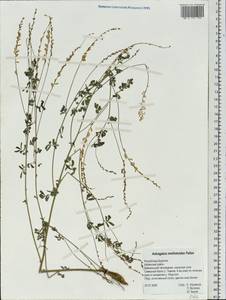Astragalus melilotoides Pall., Siberia, Baikal & Transbaikal region (S4) (Russia)