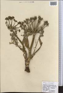 Angelica brevicaulis (Rupr.) B. Fedtsch., Middle Asia, Northern & Central Tian Shan (M4) (Kyrgyzstan)