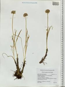 Allium schrenkii Regel, Siberia, Altai & Sayany Mountains (S2) (Russia)