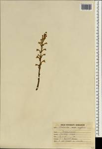 Phelipanche aegyptiaca (Pers.) Pomel, South Asia, South Asia (Asia outside ex-Soviet states and Mongolia) (ASIA) (India)