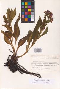 Symphytum tanaicense Steven, Eastern Europe, Lower Volga region (E9) (Russia)