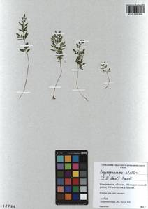 Cryptogramma stelleri (S. G. Gmel.) Prantl, Siberia, Altai & Sayany Mountains (S2) (Russia)