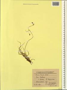 Carex tristis M.Bieb., Caucasus, Krasnodar Krai & Adygea (K1a) (Russia)