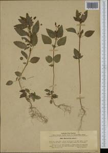 Mercurialis annua L., Western Europe (EUR) (Poland)