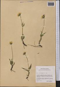 Arnica montana subsp. montana, America (AMER) (Greenland)