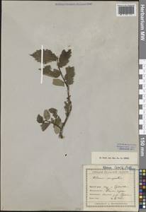 Ulmus laevis Pall., Middle Asia, Caspian Ustyurt & Northern Aralia (M8) (Kazakhstan)