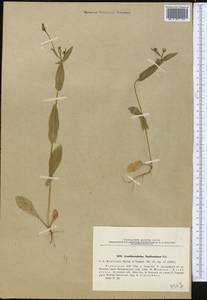 Acanthocephalus benthamianus Regel & Schmalh., Middle Asia, Northern & Central Tian Shan (M4) (Kazakhstan)