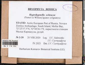 Hygrohypnella ochracea (Turner ex Wilson) Ignatov & Ignatova, Bryophytes, Bryophytes - European North East (B7) (Russia)