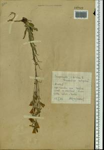 Campanula sibirica L., Siberia, Altai & Sayany Mountains (S2) (Russia)