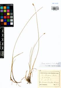 Carex enervis C.A.Mey., Siberia, Altai & Sayany Mountains (S2) (Russia)