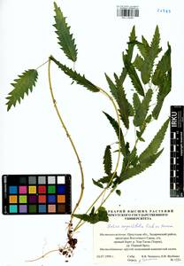 Urtica dioica var. holosericea Fr., Siberia, Baikal & Transbaikal region (S4) (Russia)