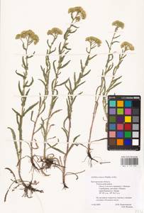 Achillea setacea Waldst. & Kit., Eastern Europe, Central forest-and-steppe region (E6) (Russia)