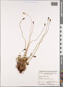 Papaver variegatum Tolm., Siberia, Central Siberia (S3) (Russia)
